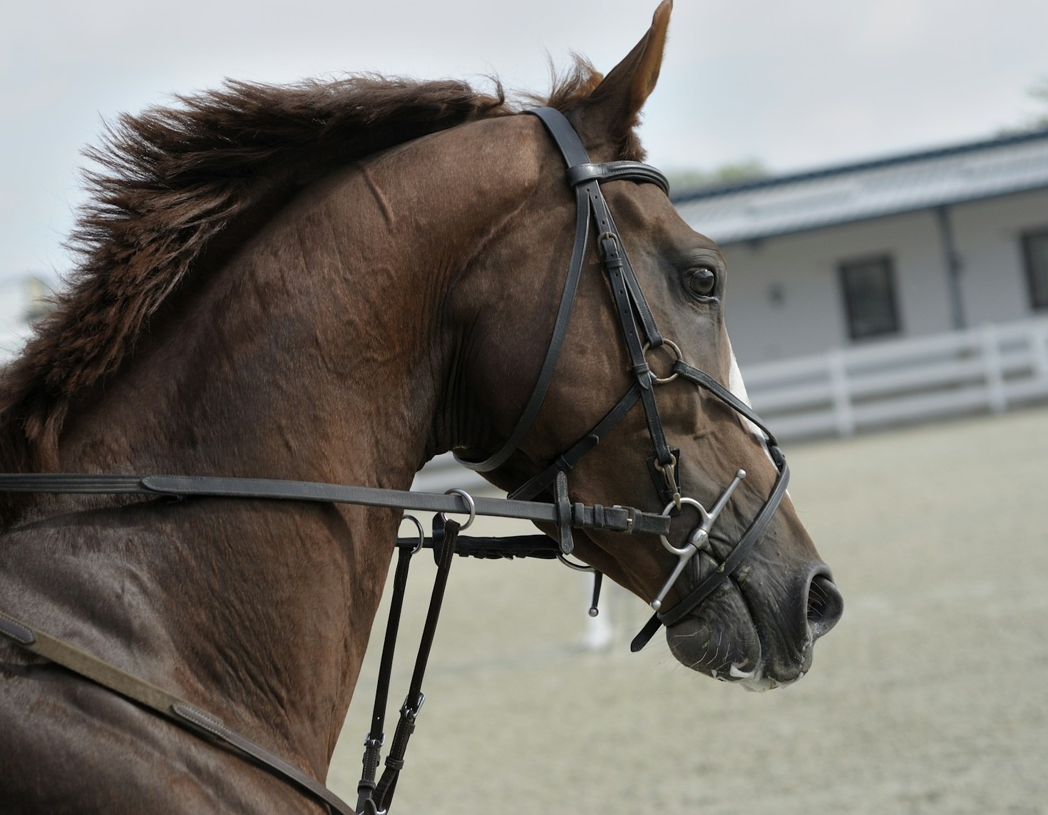 Gezonde Hoeven: Tips Voor Paardeneigenaren