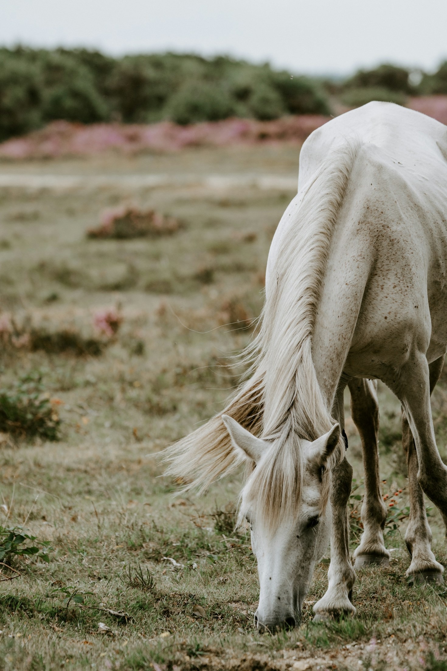 Hoefverzorging: Wat Uw Paard U Vertelt